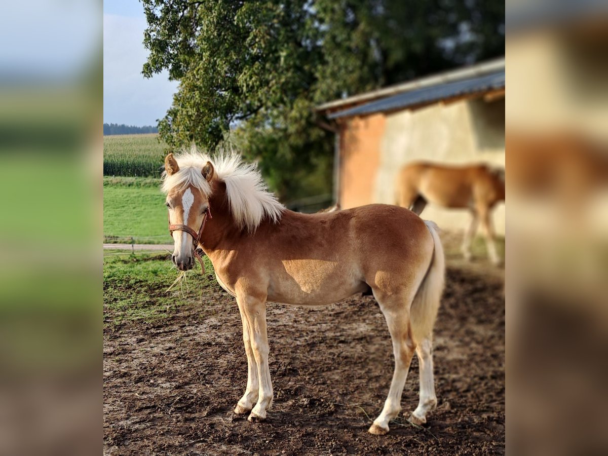 Edelbluthaflinger Étalon 1 Année Alezan in Affing