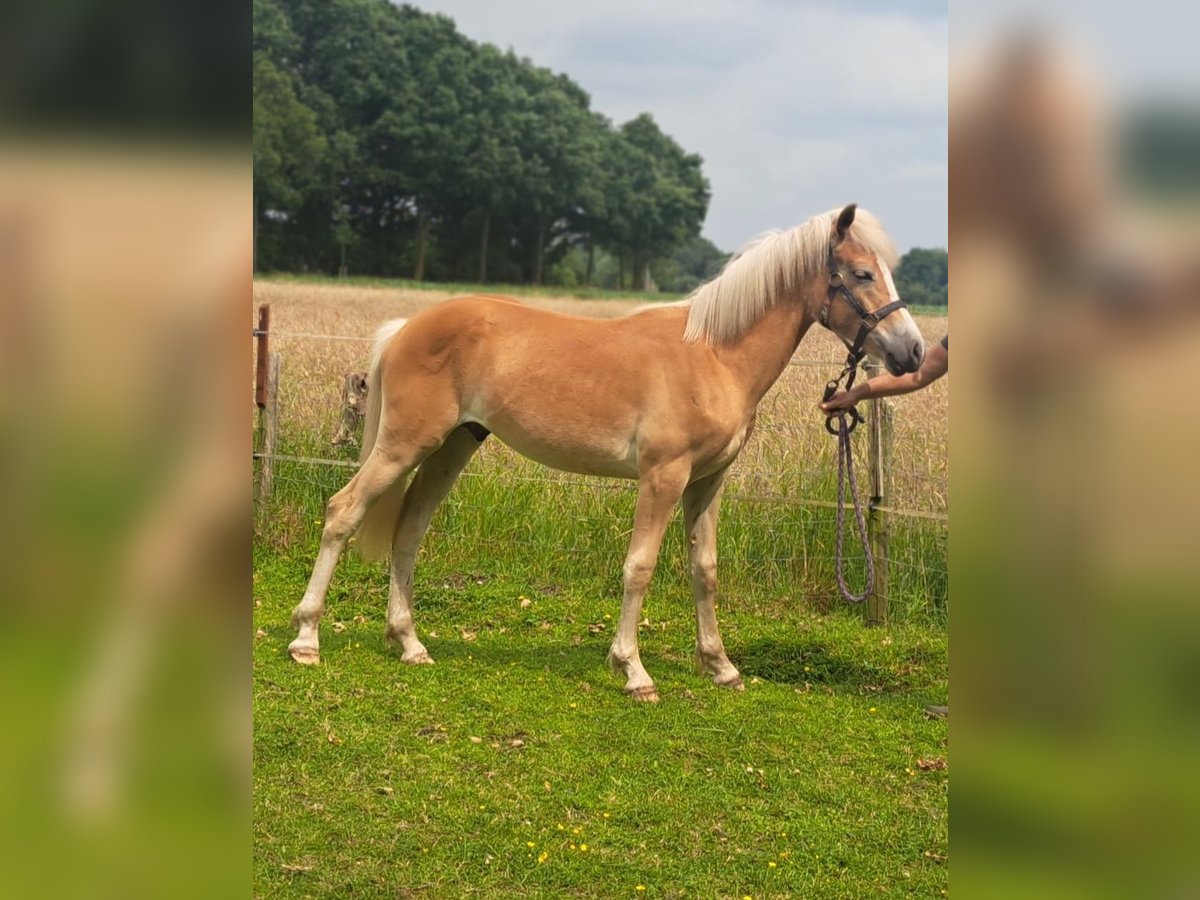 Edelbluthaflinger Étalon 1 Année Alezan in Vreden