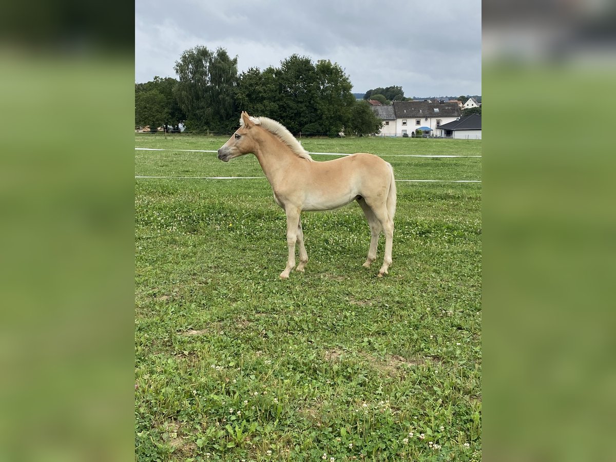 Edelbluthaflinger Étalon 1 Année Alezan in Trier