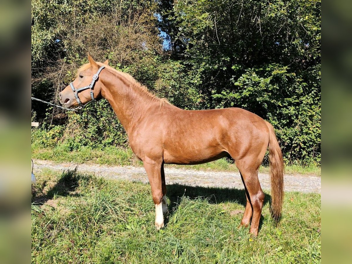 Edelbluthaflinger Étalon 2 Ans 148 cm Alezan in Schwarzach bei Nabburg