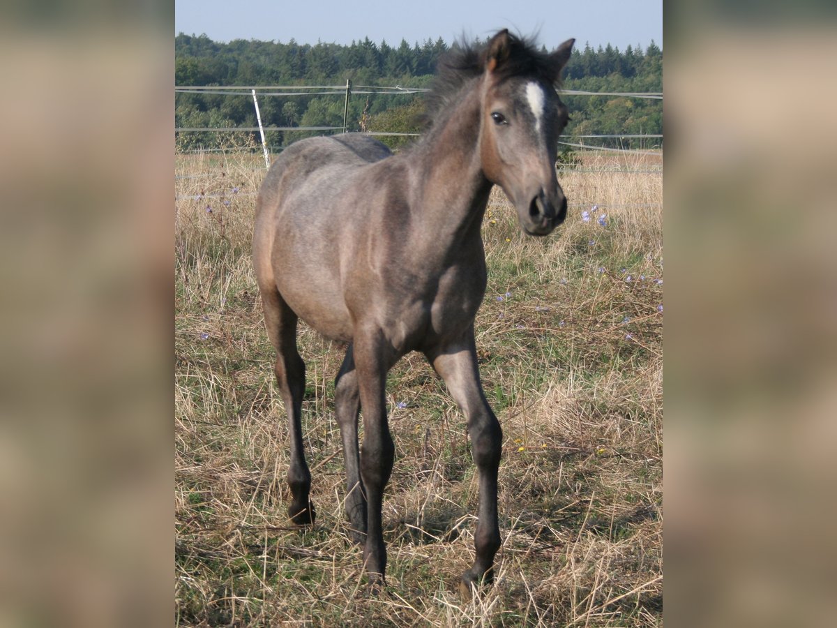 Edelbluthaflinger Étalon Poulain (04/2024) 150 cm Gris in Rosenberg