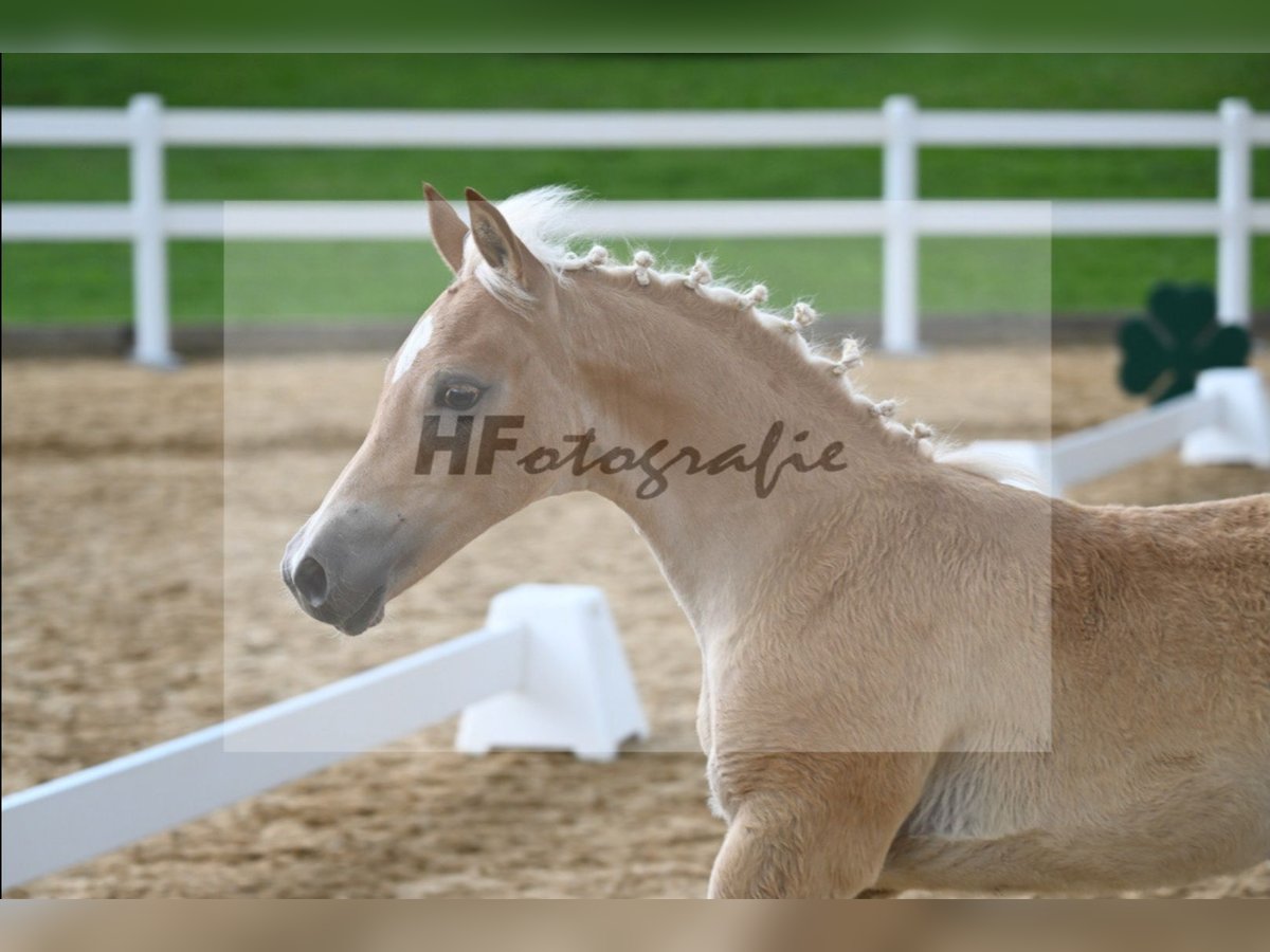 Edelbluthaflinger Étalon Poulain (04/2024) Alezan in Miesbach