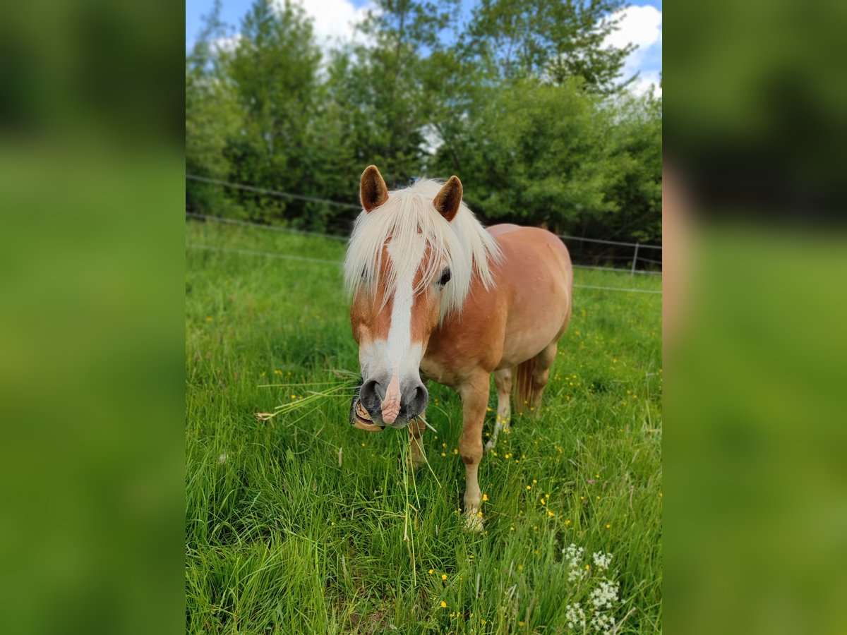 Edelbluthaflinger Gelding 10 years 14,1 hh Dun in Creu&#xDF;en