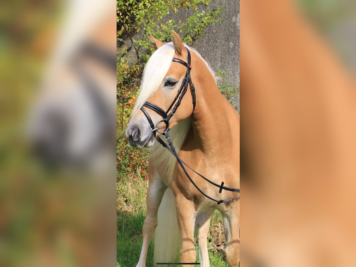Edelbluthaflinger Gelding 12 years 14,1 hh Chestnut-Red in Giengen an der Brenz