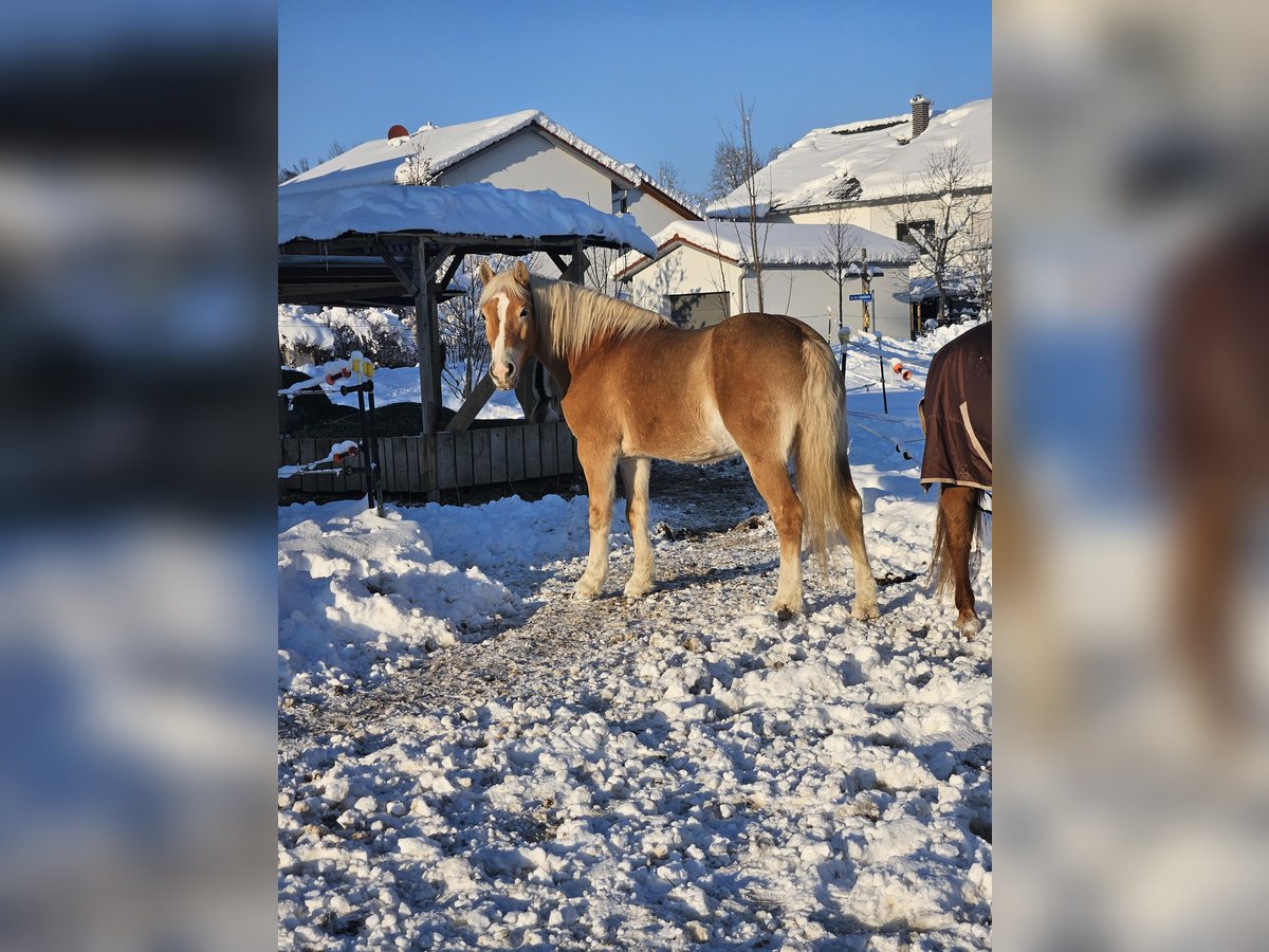 Edelbluthaflinger Gelding 13 years 14,2 hh Chestnut-Red in Langenbach