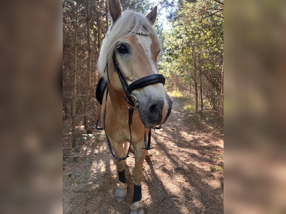 Edelbluthaflinger Gelding 14 years 15,1 hh Chestnut-Red in Lutherstadt Wittenberg