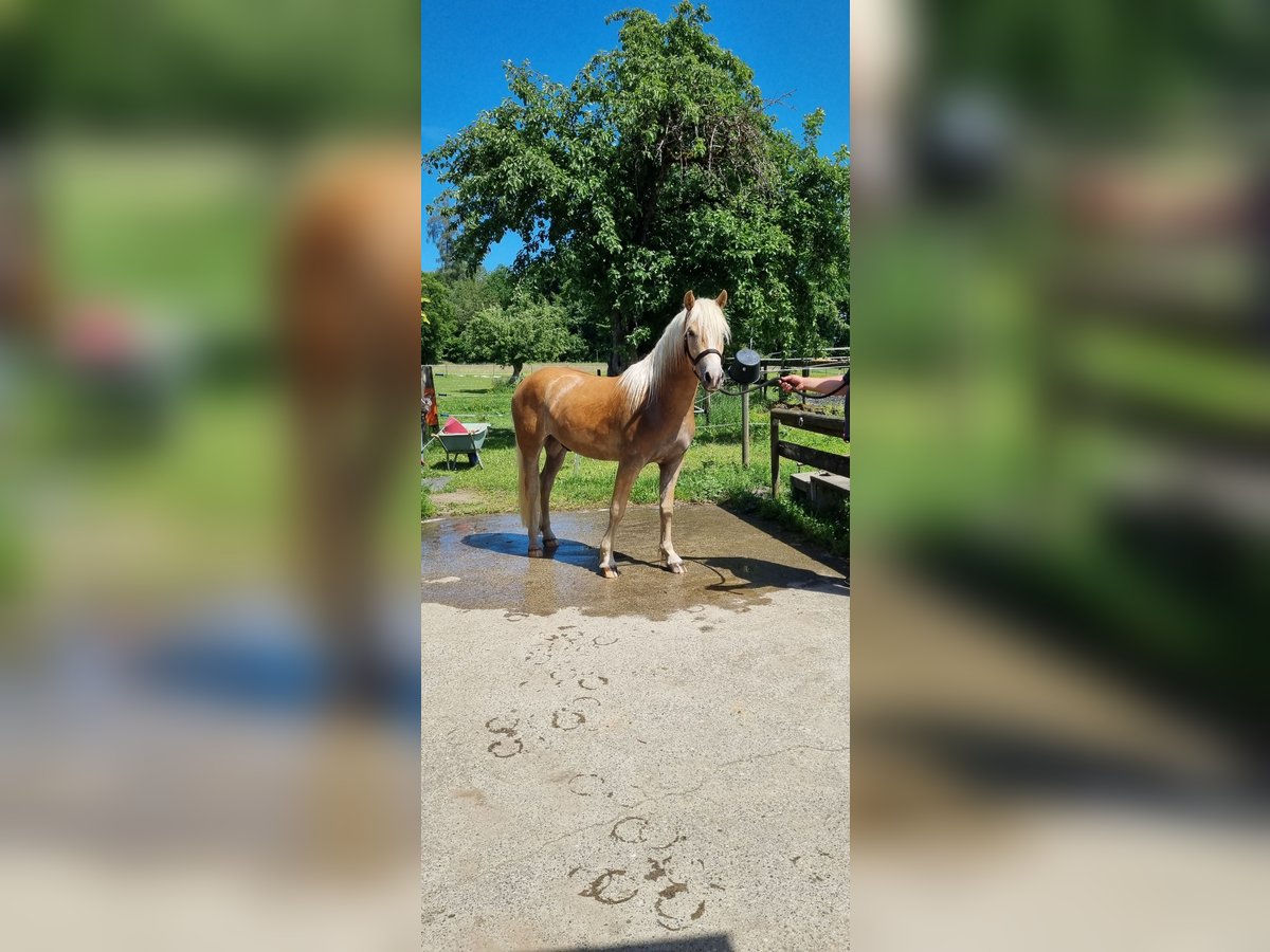 Edelbluthaflinger Gelding 2 years 14,1 hh in Berg