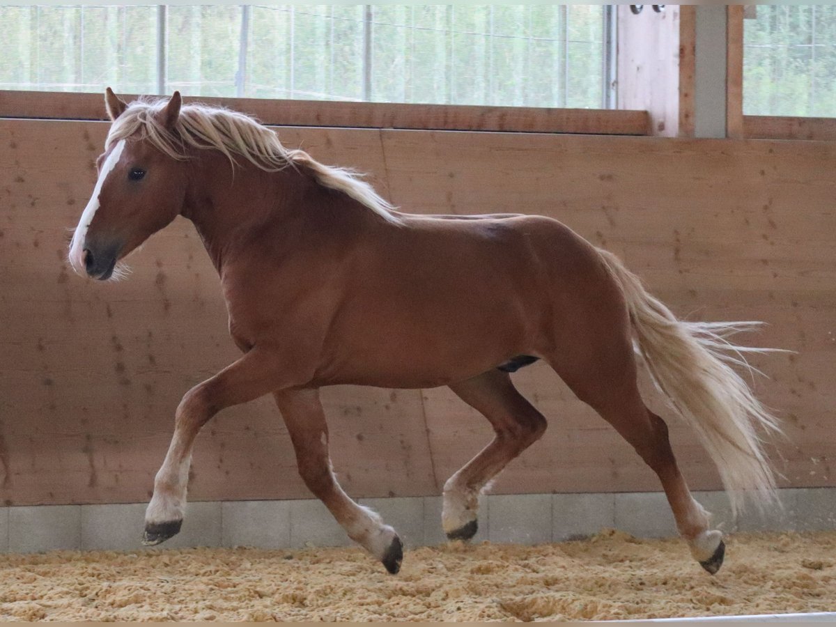Edelbluthaflinger Gelding 2 years 14,2 hh Chestnut-Red in Ebermannsdorf