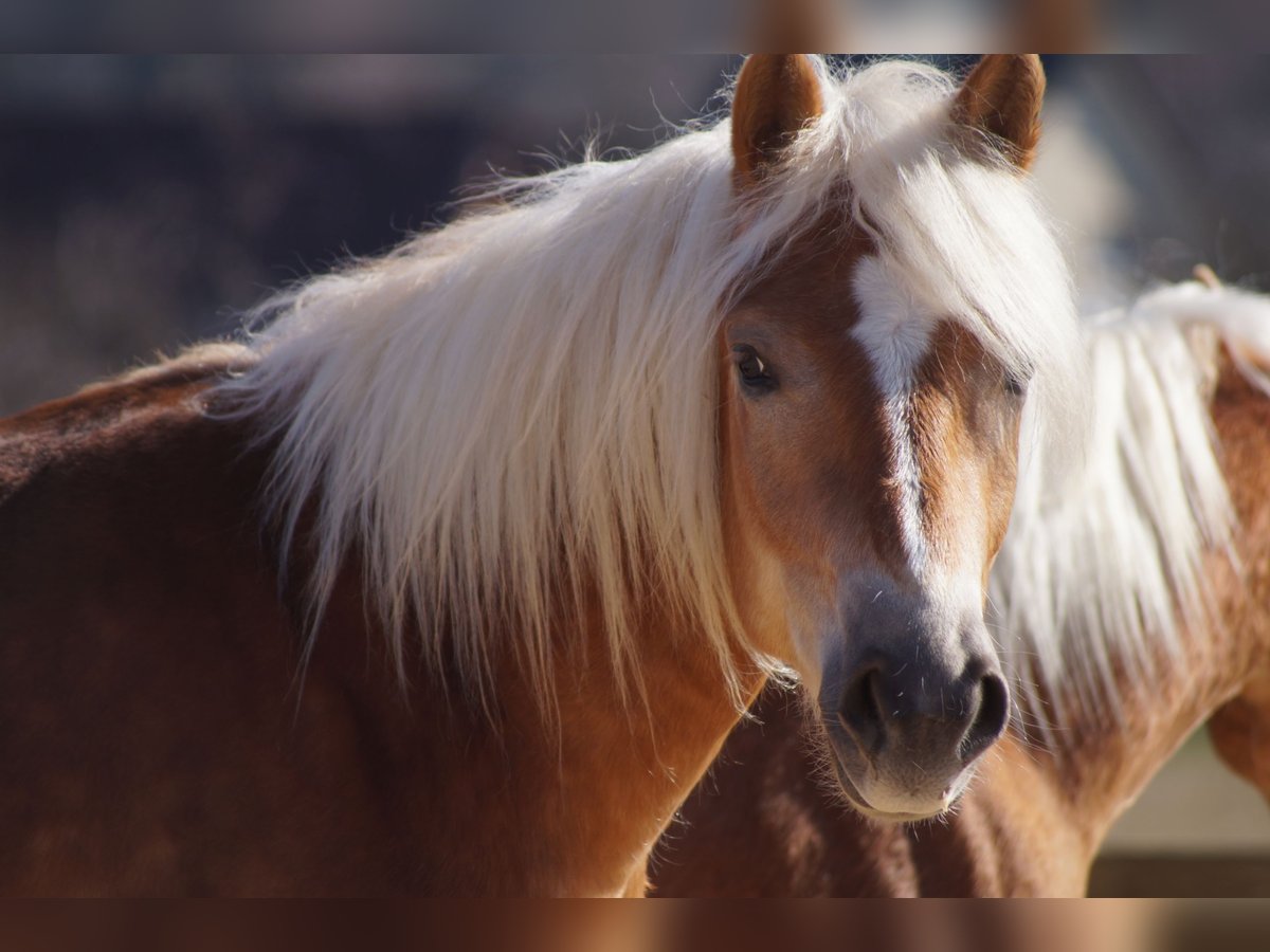 Edelbluthaflinger Gelding 2 years 14,2 hh Chestnut-Red in Engelsbrand