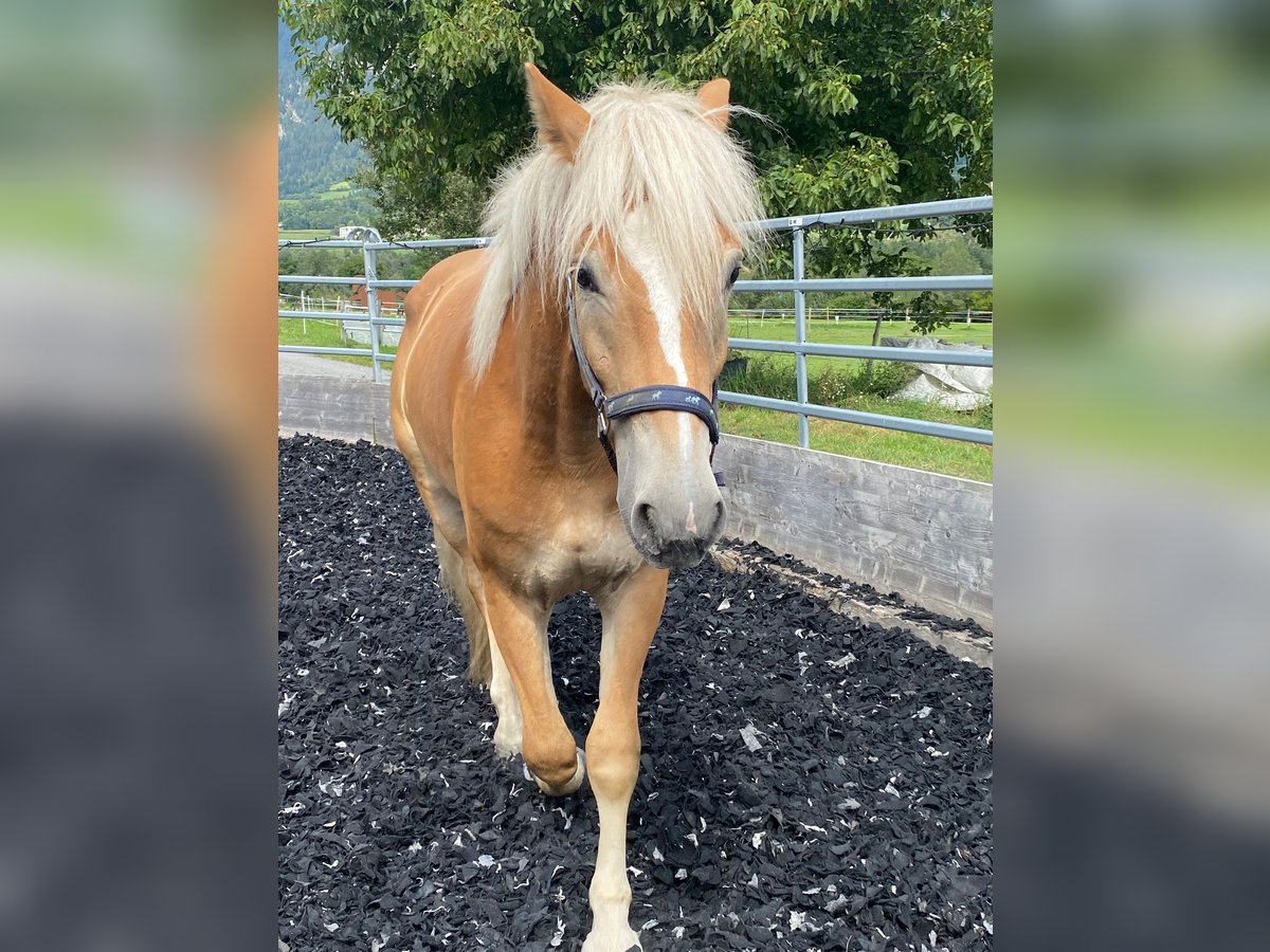 Edelbluthaflinger Gelding 2 years 15 hh Chestnut-Red in Thusis