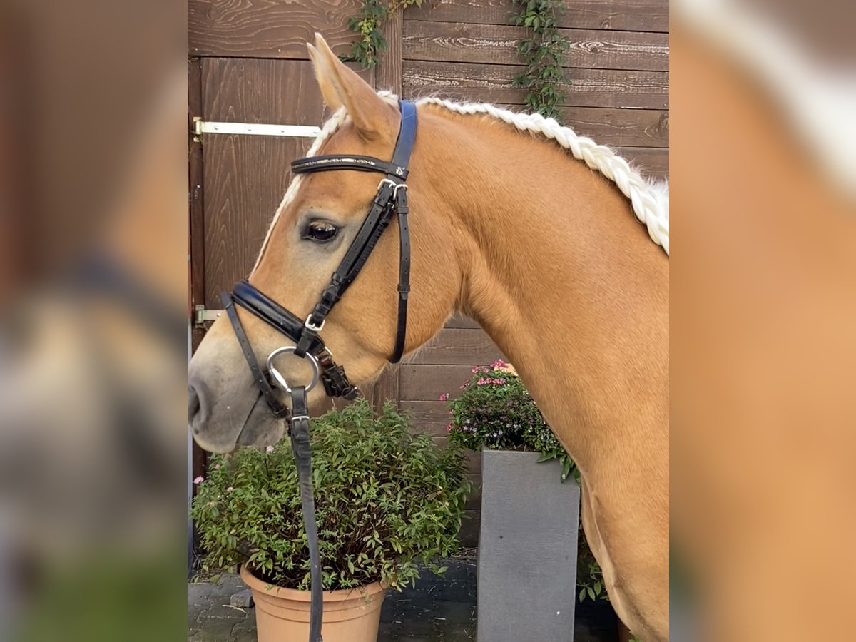 Edelbluthaflinger Gelding 3 years 14,1 hh Palomino in Viersen