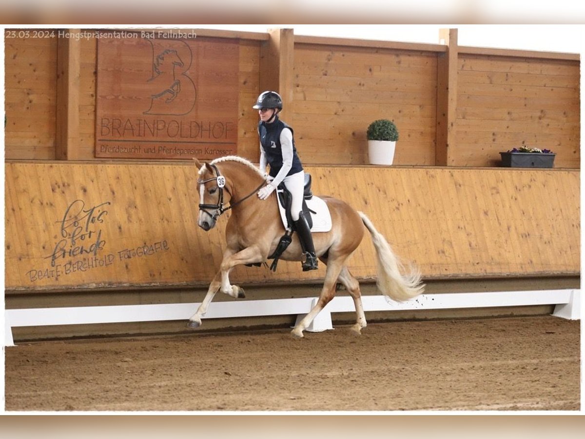 Edelbluthaflinger Gelding 3 years 14,2 hh Chestnut-Red in Bad Feilnbach