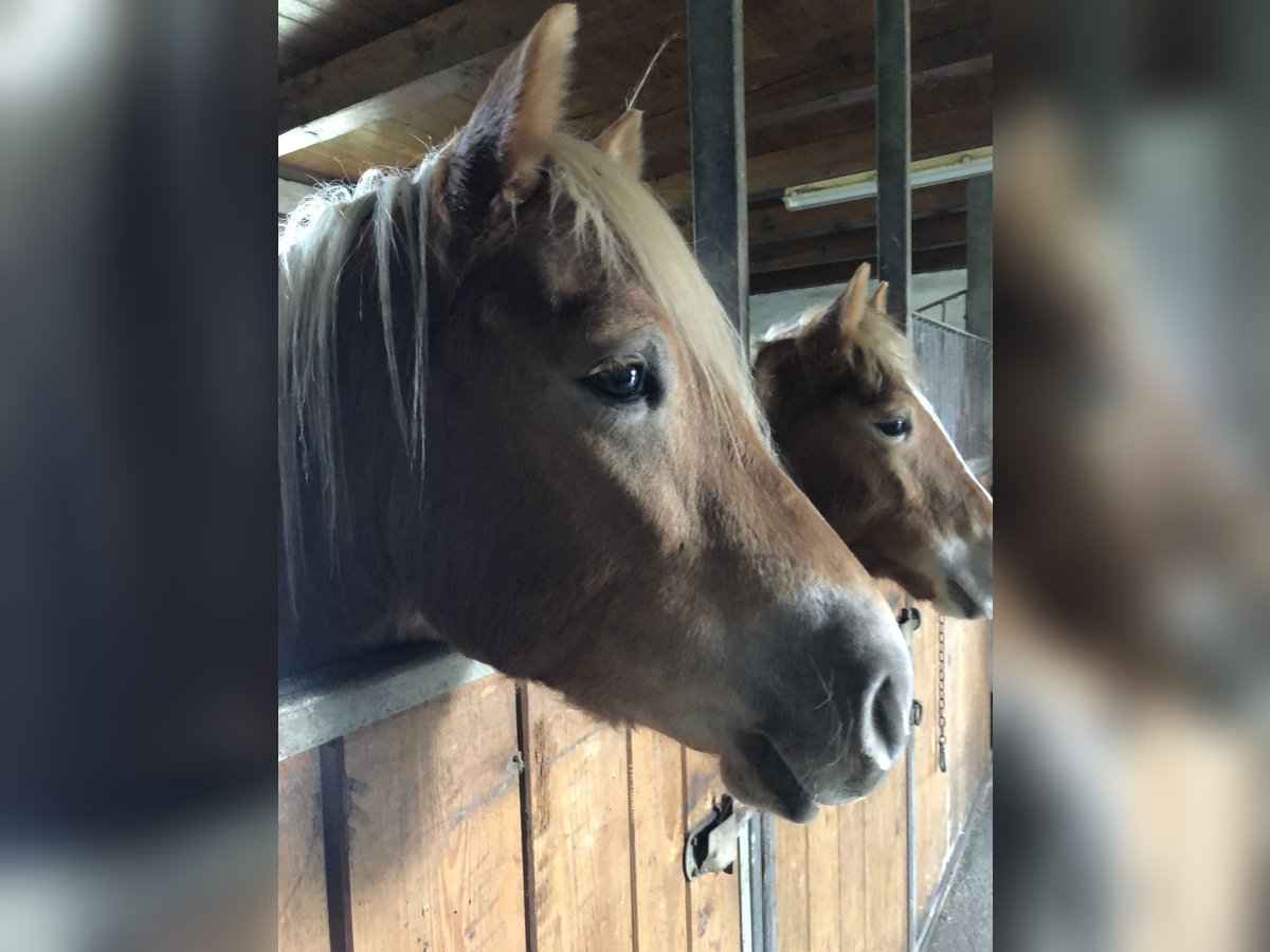 Edelbluthaflinger Gelding 3 years 14,2 hh Chestnut-Red in Tussenhausen