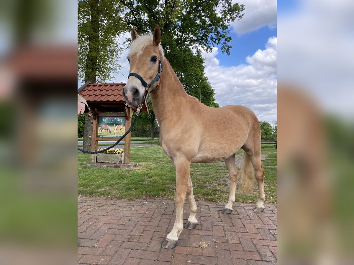 Edelbluthaflinger Gelding 3 years 14 hh Chestnut-Red in Neuenkirchen-Vörden
