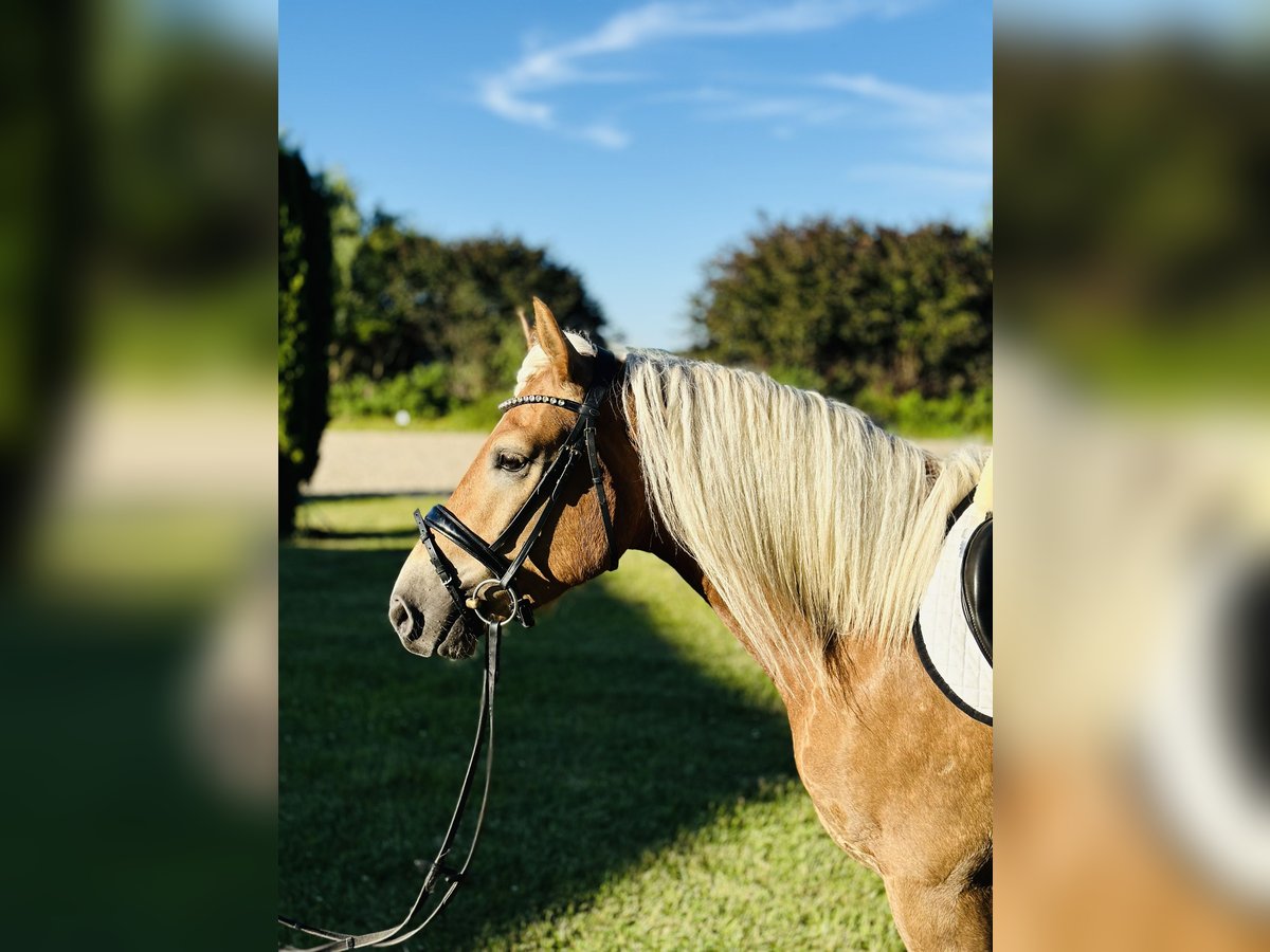 Edelbluthaflinger Gelding 3 years 14,2 hh Chestnut-Red in Melle