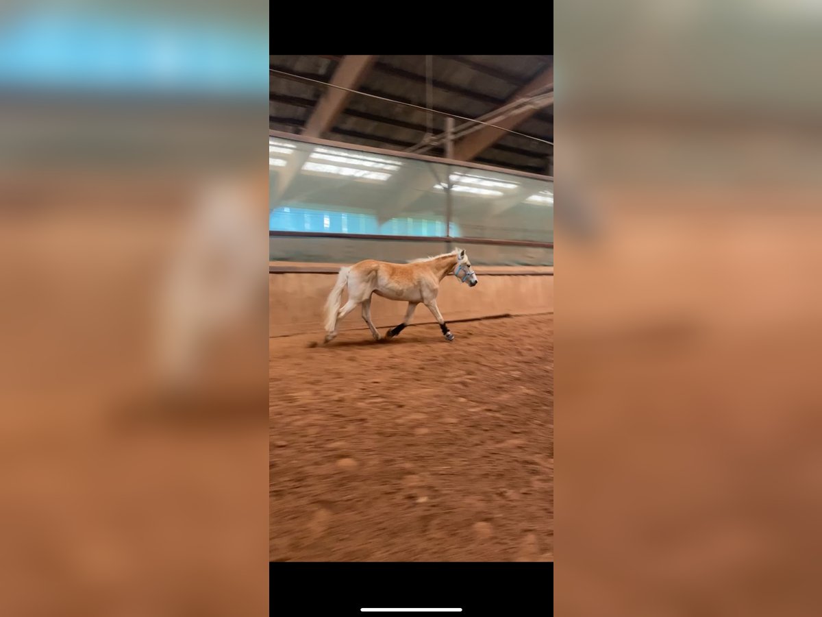 Edelbluthaflinger Gelding 3 years 14,2 hh Chestnut-Red in H&#xFC;ffenhardt