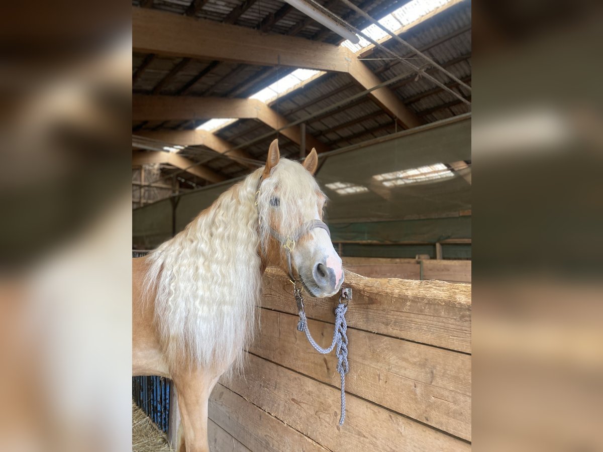Edelbluthaflinger Gelding 3 years 14,3 hh Chestnut-Red in H&#xFC;ffenhardt