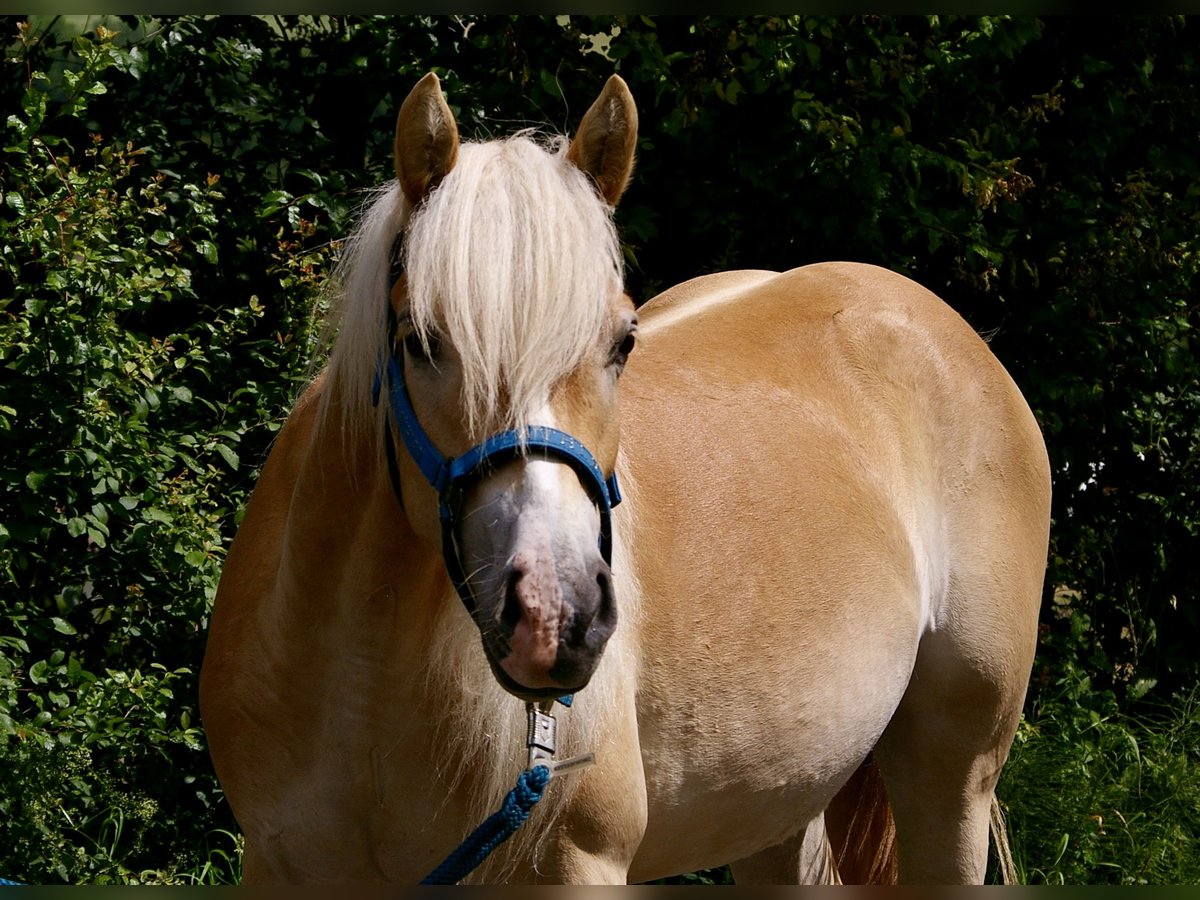 Edelbluthaflinger Gelding 3 years Chestnut-Red in Heringen (Werra)Heringen