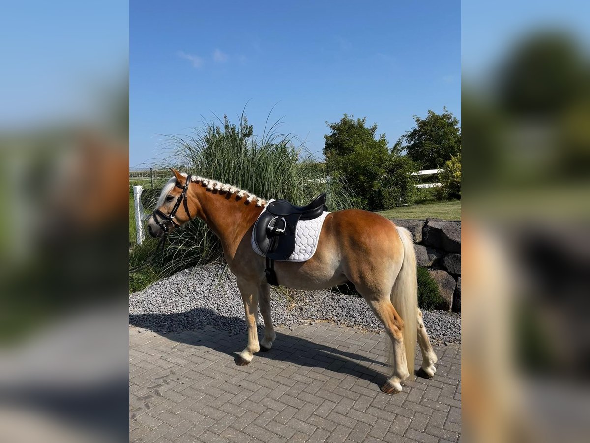 Edelbluthaflinger Gelding 4 years 14,1 hh Chestnut-Red in KerbenLonnig