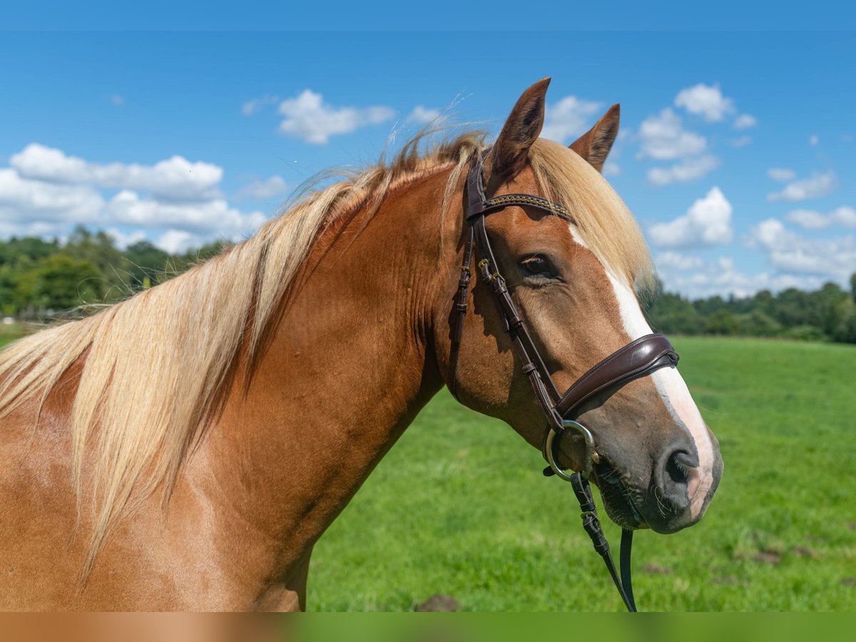 Edelbluthaflinger Gelding 4 years 15,1 hh Chestnut-Red in Schretstaken