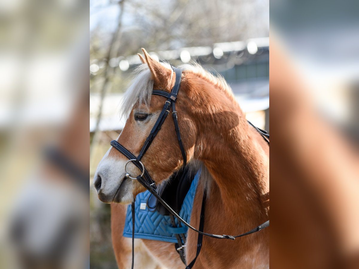 Edelbluthaflinger Gelding 5 years 14 hh Palomino in Schwedeneck