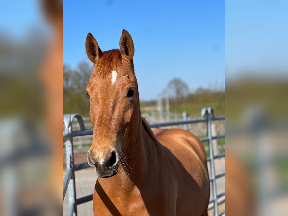 Edelbluthaflinger Gelding 5 years 14,2 hh Chestnut-Red in RC&#x9;ieste
