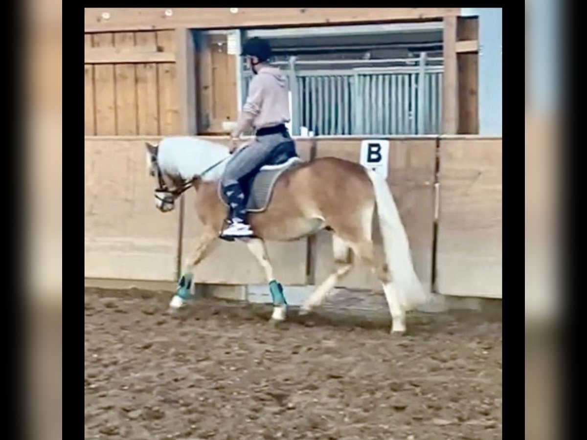 Edelbluthaflinger Gelding 7 years 14,1 hh Chestnut-Red in Berkatal