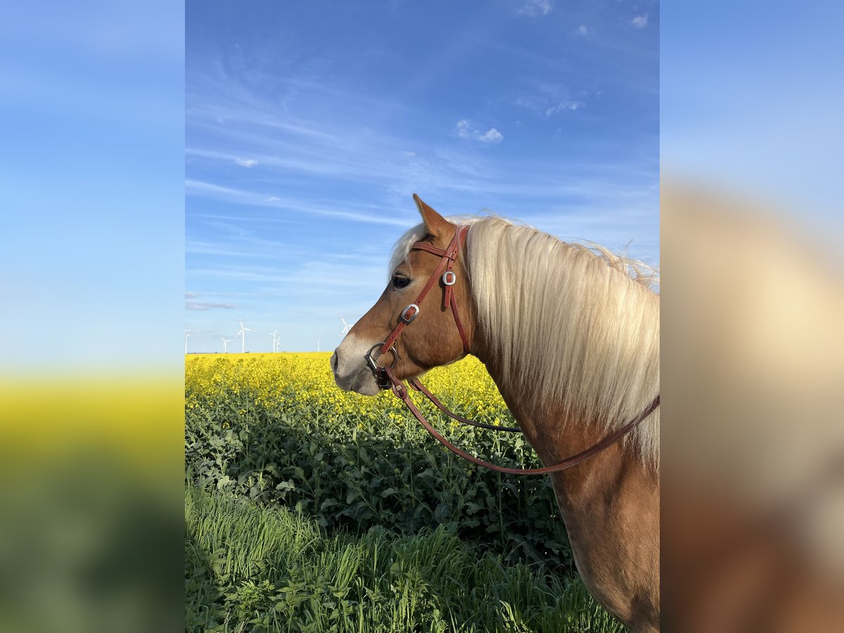 Edelbluthaflinger Gelding 8 years 14,1 hh Chestnut-Red in Kneitlingen