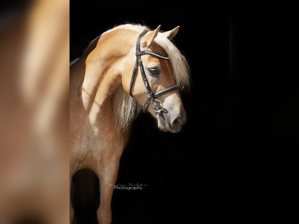 Edelbluthaflinger Gelding 8 years 14,2 hh Chestnut-Red in Leipzig