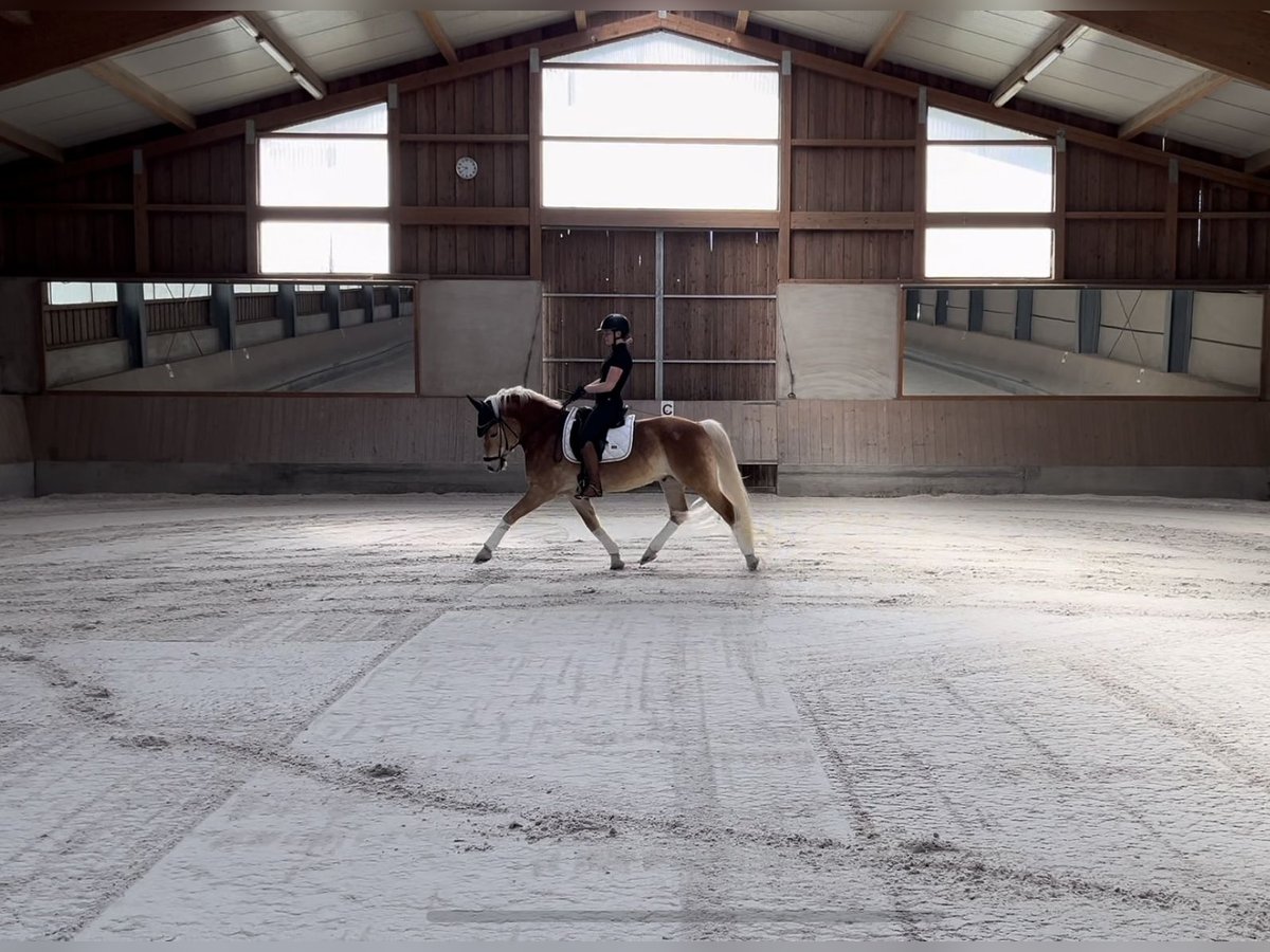 Edelbluthaflinger Gelding 8 years 14,2 hh Sorrel in Tiefenbach