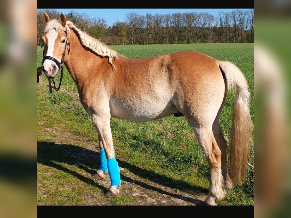 Edelbluthaflinger Gelding 8 years 15 hh Chestnut-Red in Mölln