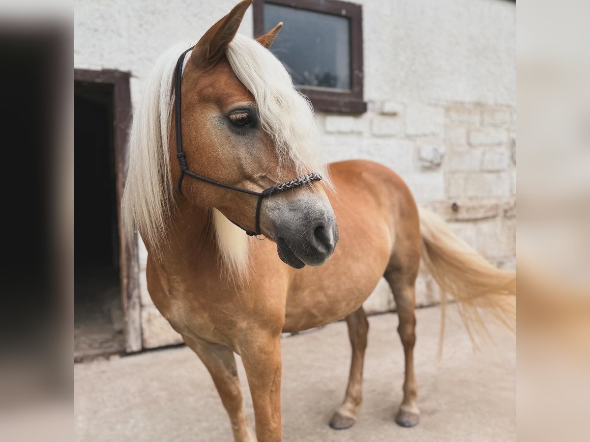 Edelbluthaflinger Giumenta 12 Anni 150 cm Sauro in Ronshausen