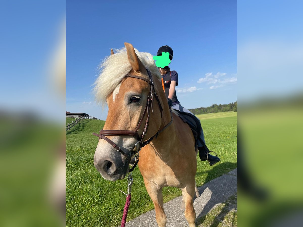 Edelbluthaflinger Giumenta 14 Anni 159 cm Baio chiaro in Straßwalchen