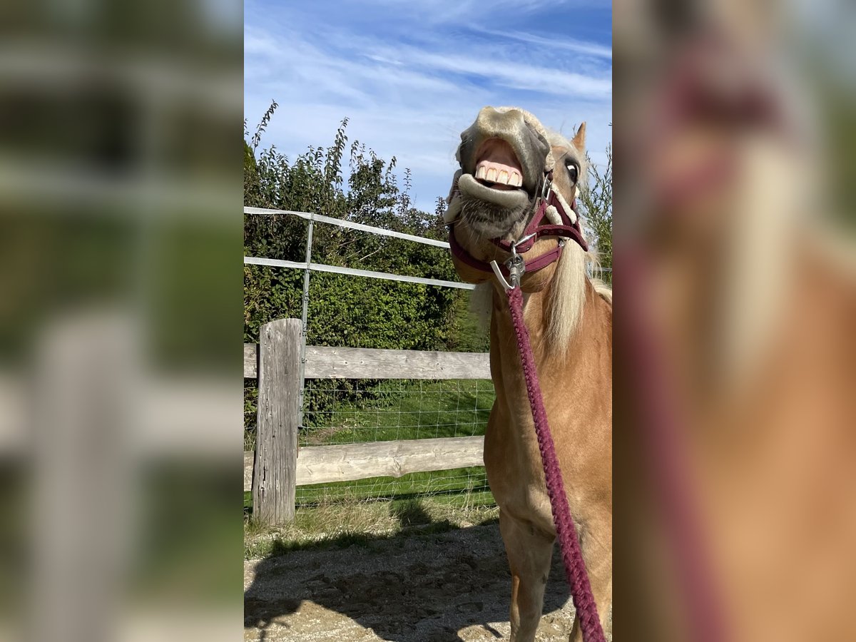 Edelbluthaflinger Giumenta 14 Anni 159 cm Baio chiaro in Straßwalchen