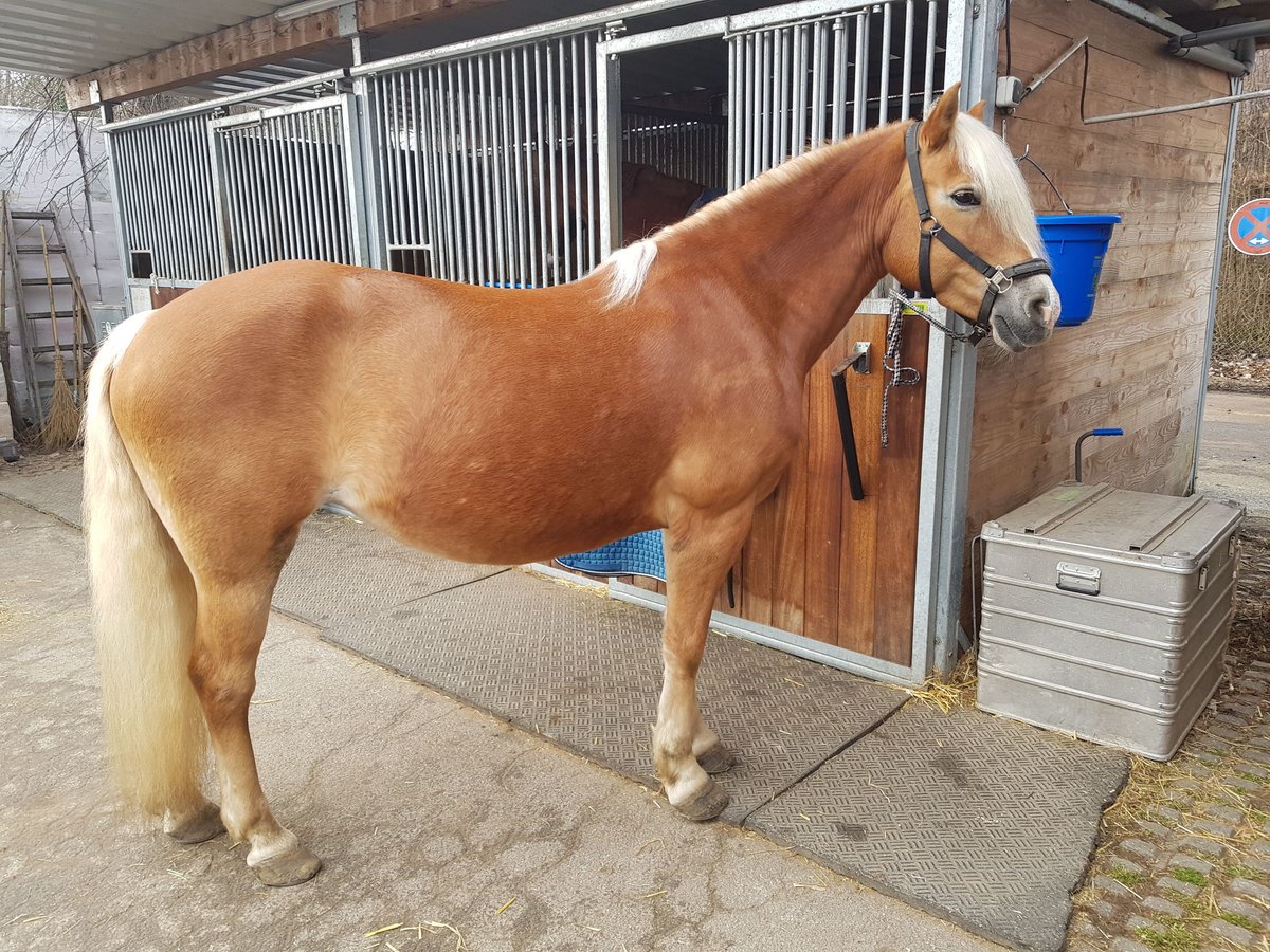 Edelbluthaflinger Giumenta 15 Anni 149 cm Sauro in München