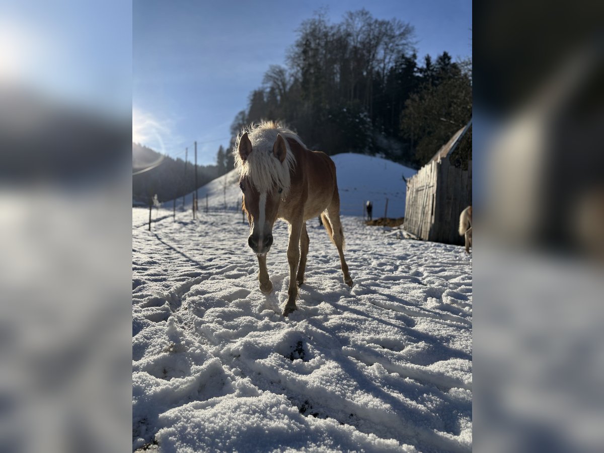 Edelbluthaflinger Giumenta 1 Anno Sauro in Gettnau