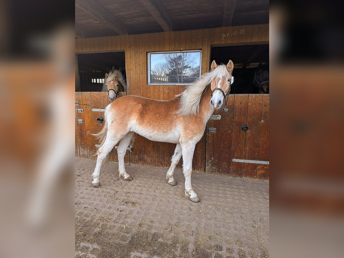 Edelbluthaflinger Giumenta 2 Anni Sauro in Grimma