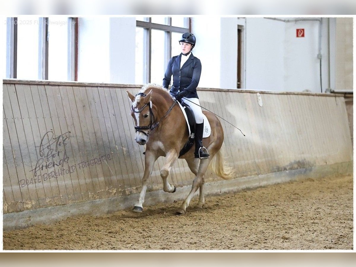 Edelbluthaflinger Giumenta 3 Anni 149 cm Sauro in Fischbachau