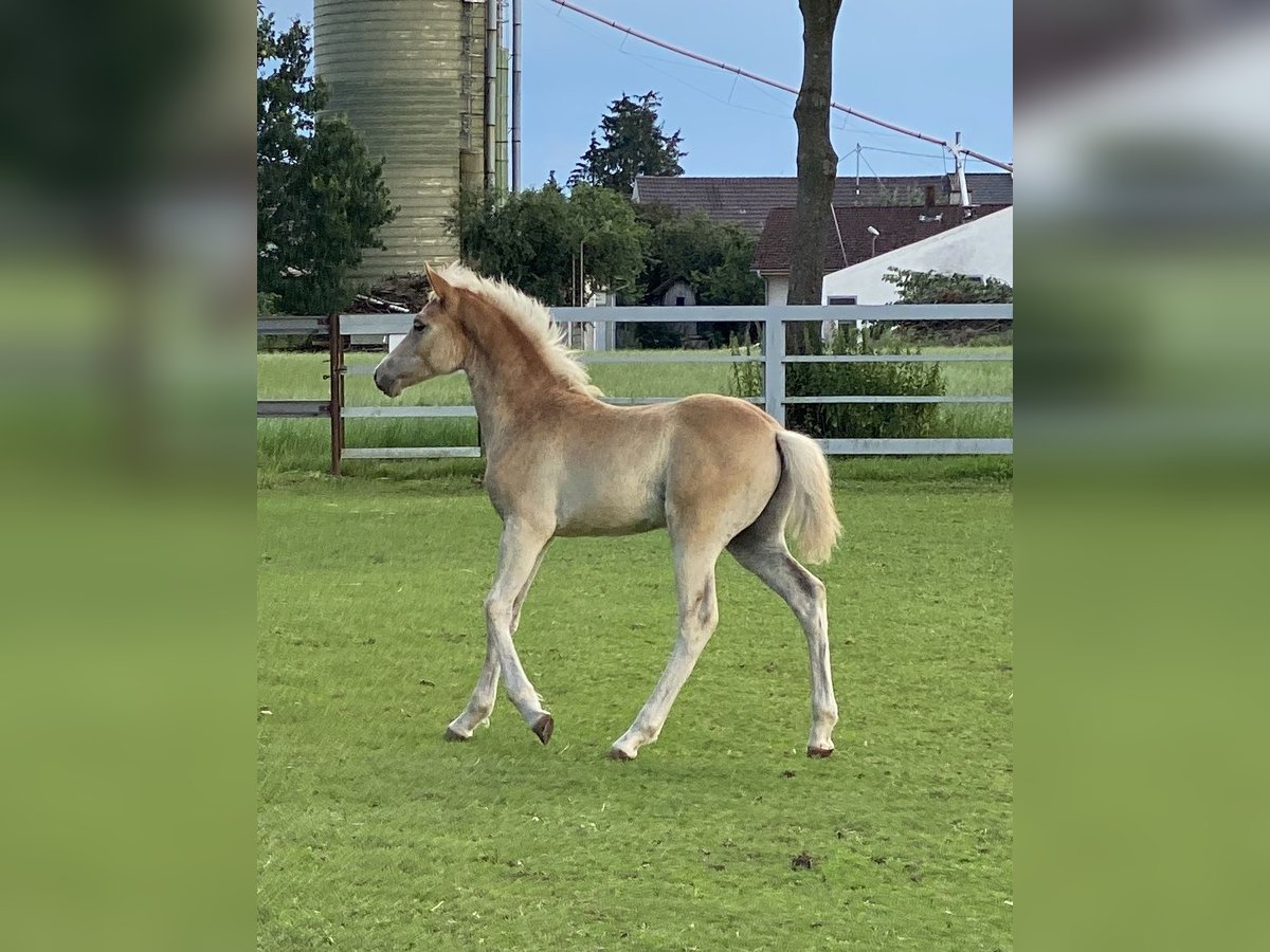 Edelbluthaflinger Hengst 1 Jaar 150 cm Vos in Dillingen an der Donau