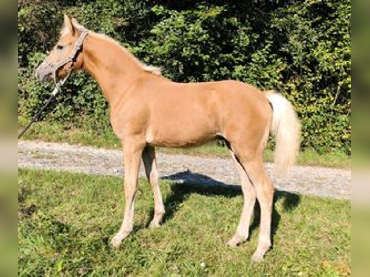 Edelbluthaflinger Hengst 1 Jaar Vos in Schwarzach bei Nabburg