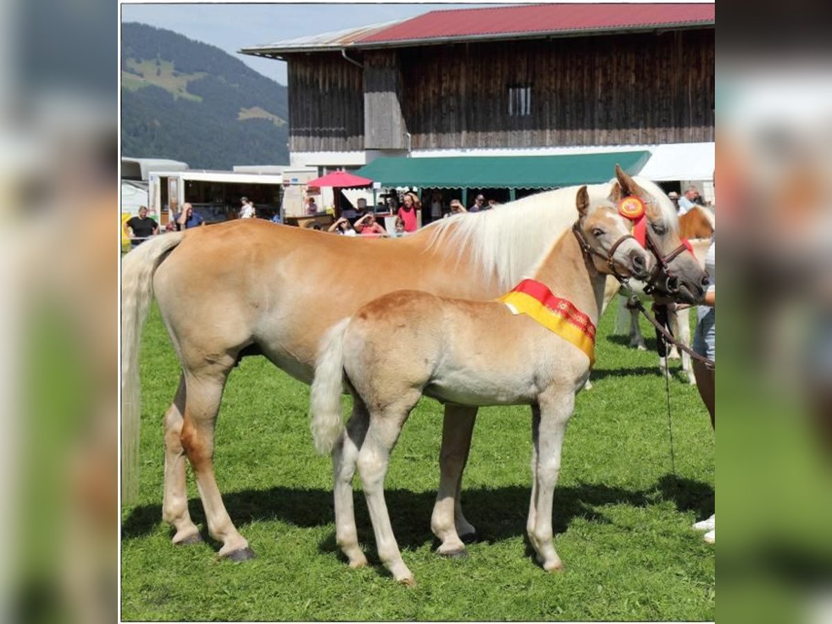 Edelbluthaflinger Hengst 2 Jahre 145 cm in Berg