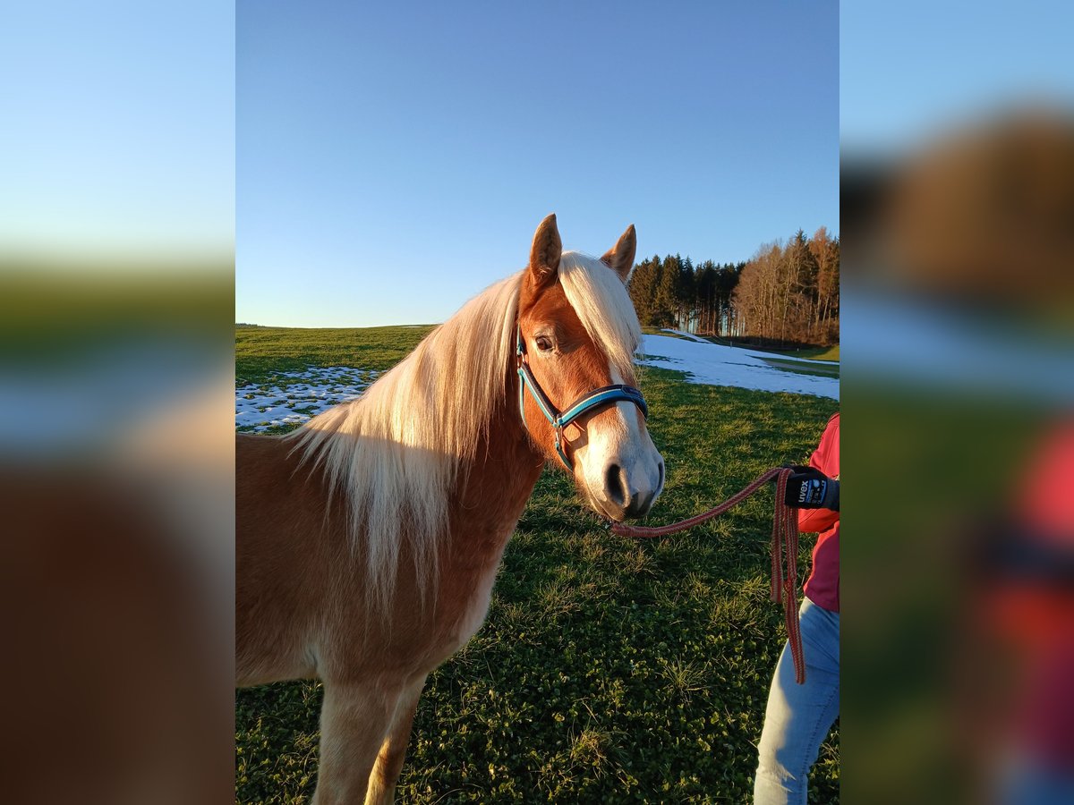 Edelbluthaflinger Hengst 3 Jahre 142 cm in Rettenbach