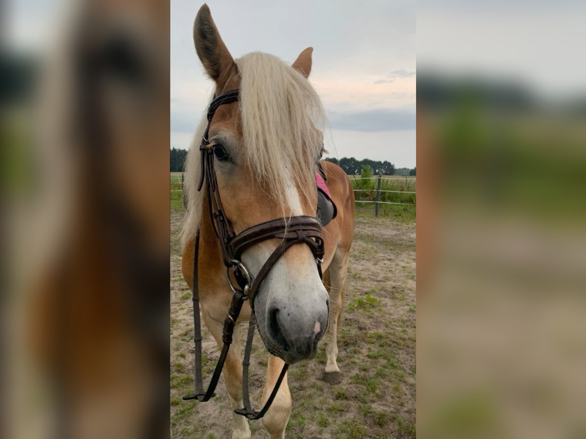 Edelbluthaflinger Hengst 4 Jaar 146 cm in Bad Essen