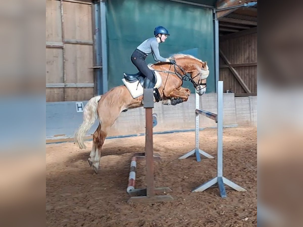 Edelbluthaflinger Hengst 6 Jaar 148 cm in Bayreuth