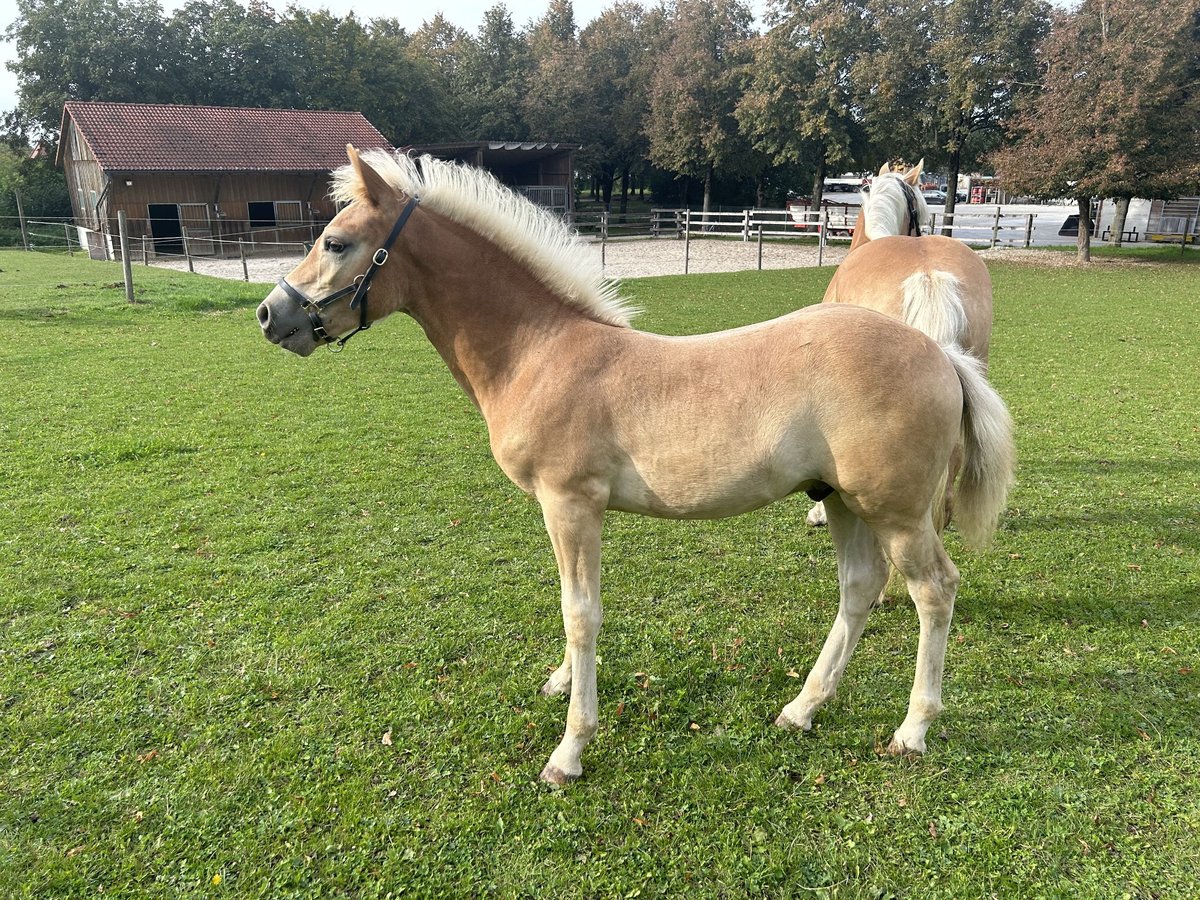 Edelbluthaflinger Hengst veulen (05/2024) in Thierhaupten