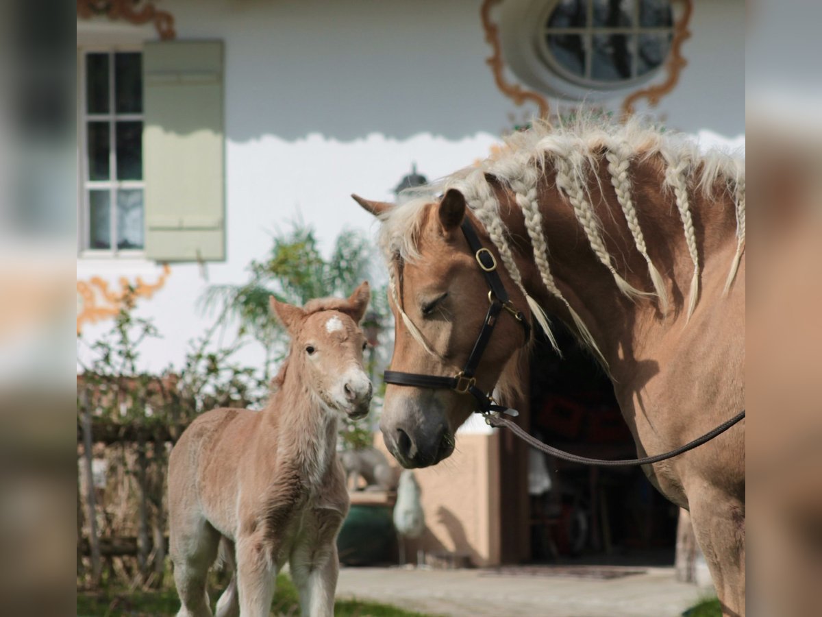 Edelbluthaflinger Hengst veulen (04/2024) Vos in Gmund am Tegernsee