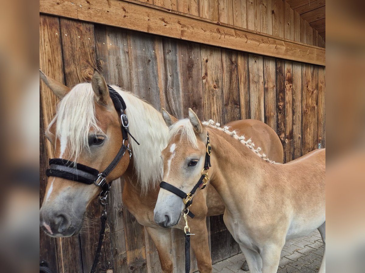 Edelbluthaflinger Hingst Föl (04/2024) in Königsdorf