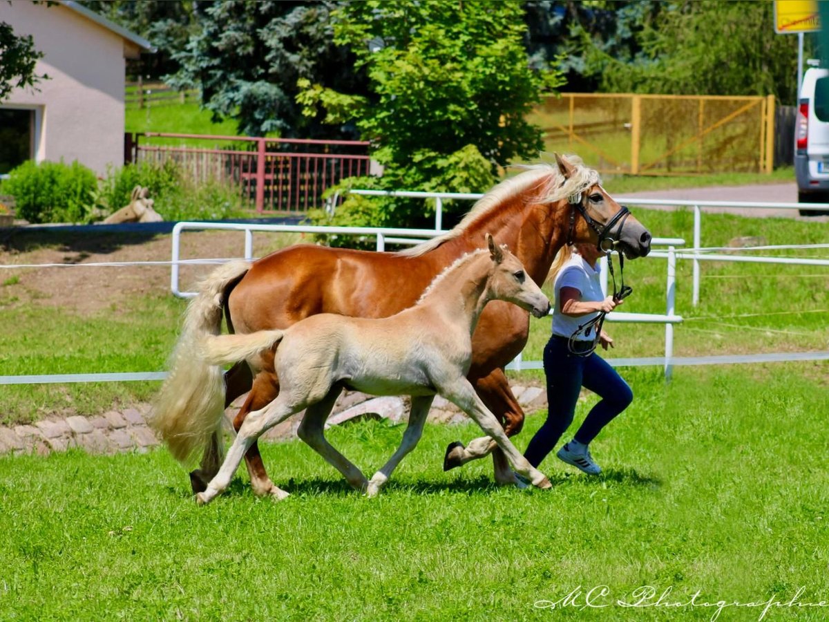 Edelbluthaflinger Hingst Föl (04/2024) fux in Plessa