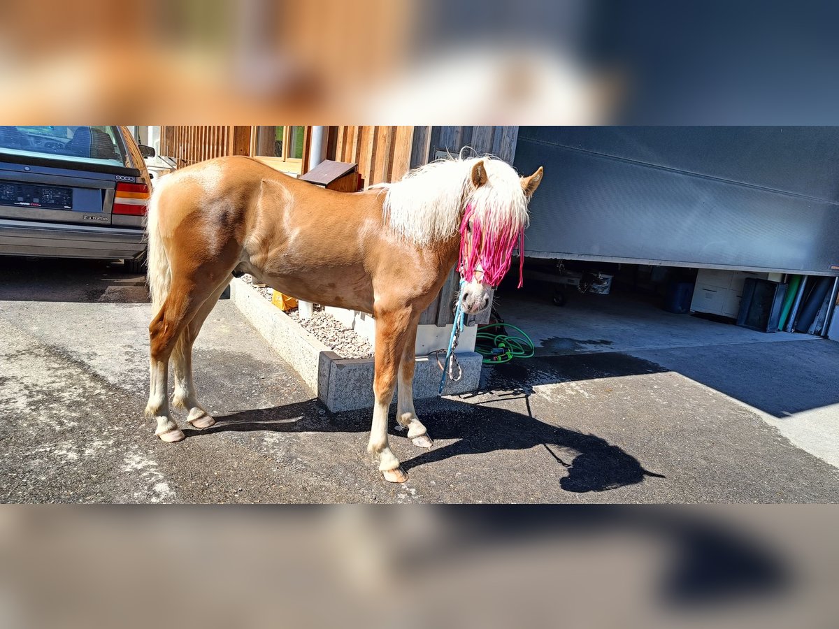 Edelbluthaflinger Hongre 1 Année Alezan in Hohenems