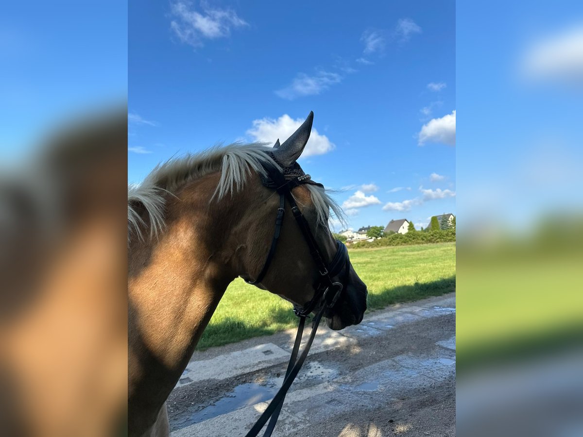 Edelbluthaflinger Hongre 5 Ans 149 cm Alezan in Mittweida